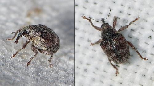 Réf. 179 907 : Coeliodes ruber